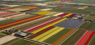 tuplid fields in Netherlands